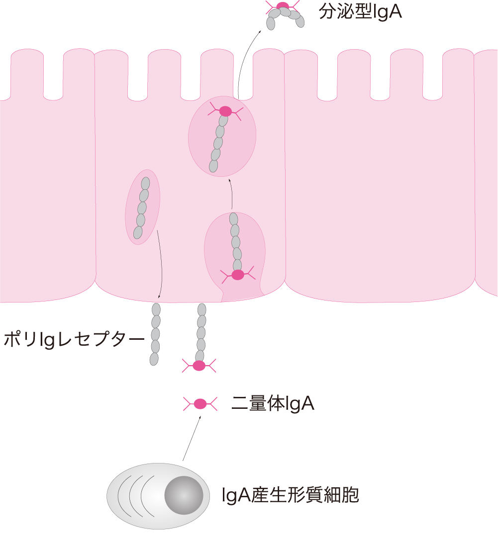 図3 分泌型IgA