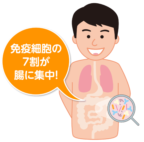 免疫細胞の7割が腸に集中！