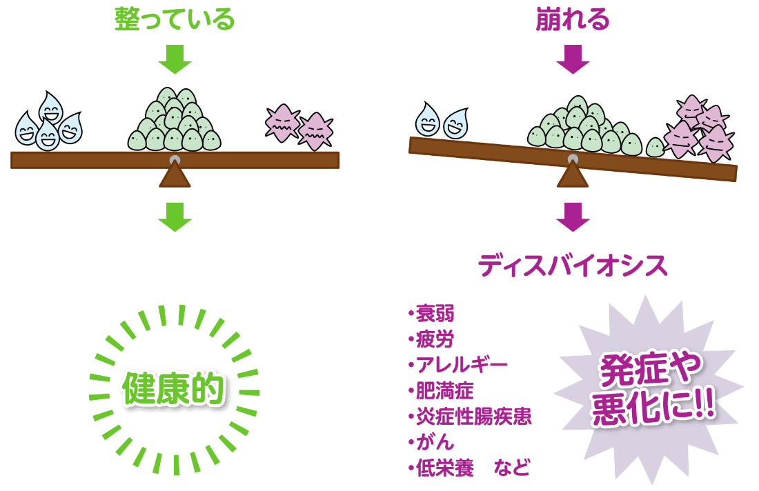 整っている → 健康的。 崩れる → ディスバイオシス 衰弱/疲労/アレルギー/肥満症/炎症性腸疾患/がん/低栄養 など 発症や悪化に!!