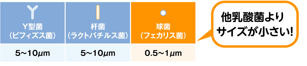 [Y型菌（ビフィズス菌）]5～10μm [杆菌（ラクトバチルス菌）]5～10μm [球菌（フェカリス菌）]0.5～1μm 他乳酸菌よりサイズが小さい！