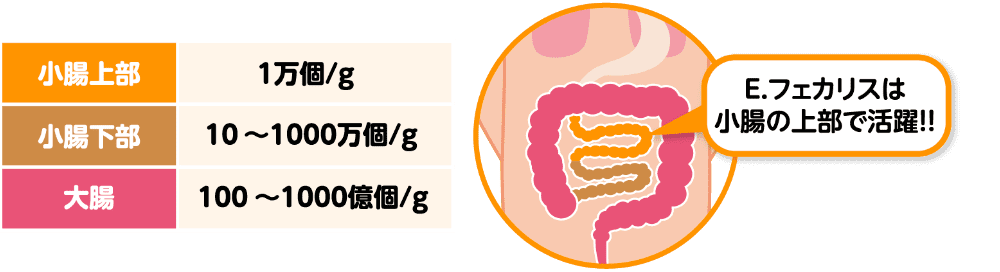 [小腸上部]1万個/g [小腸下部]10〜1000万個/g [大腸]100〜1000億個/g E.フェカリスは小腸の上部で活躍!!