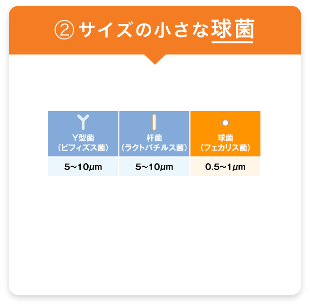 サイズの小さな「球菌」