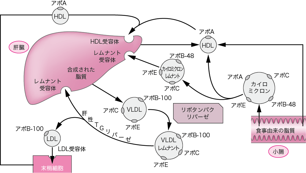 図Ⅰ