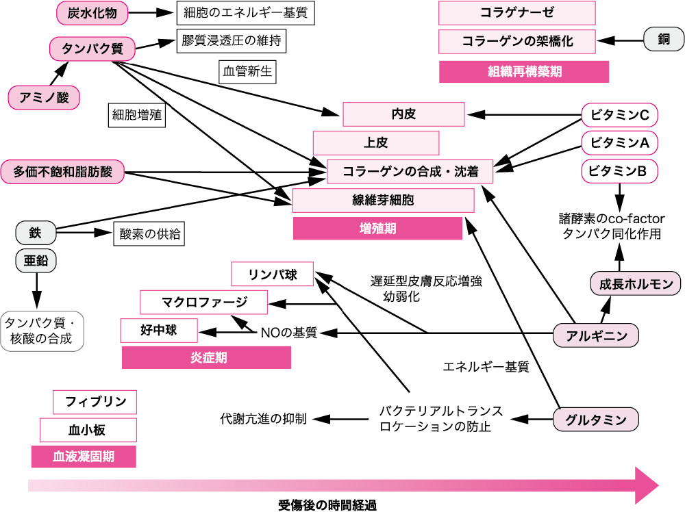 図1●創傷の治癒過程と各種栄養の関与