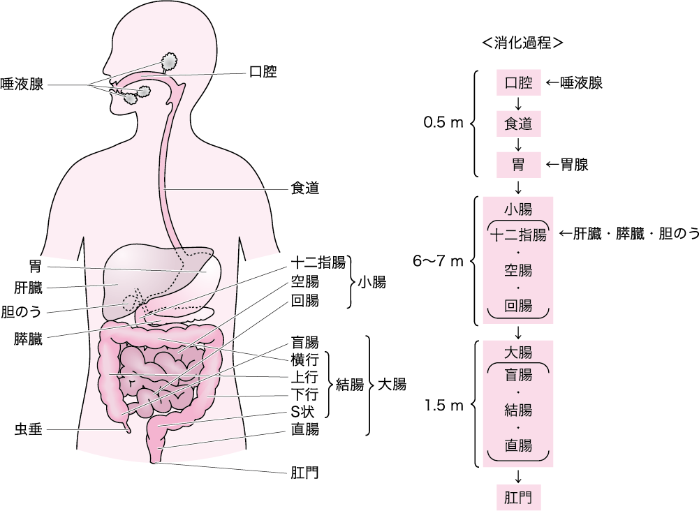 第2章 2 1 栄養素の消化 吸収 ニュートリー株式会社