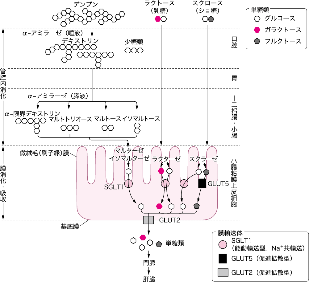 第2章 2 2 糖質代謝 ニュートリー株式会社