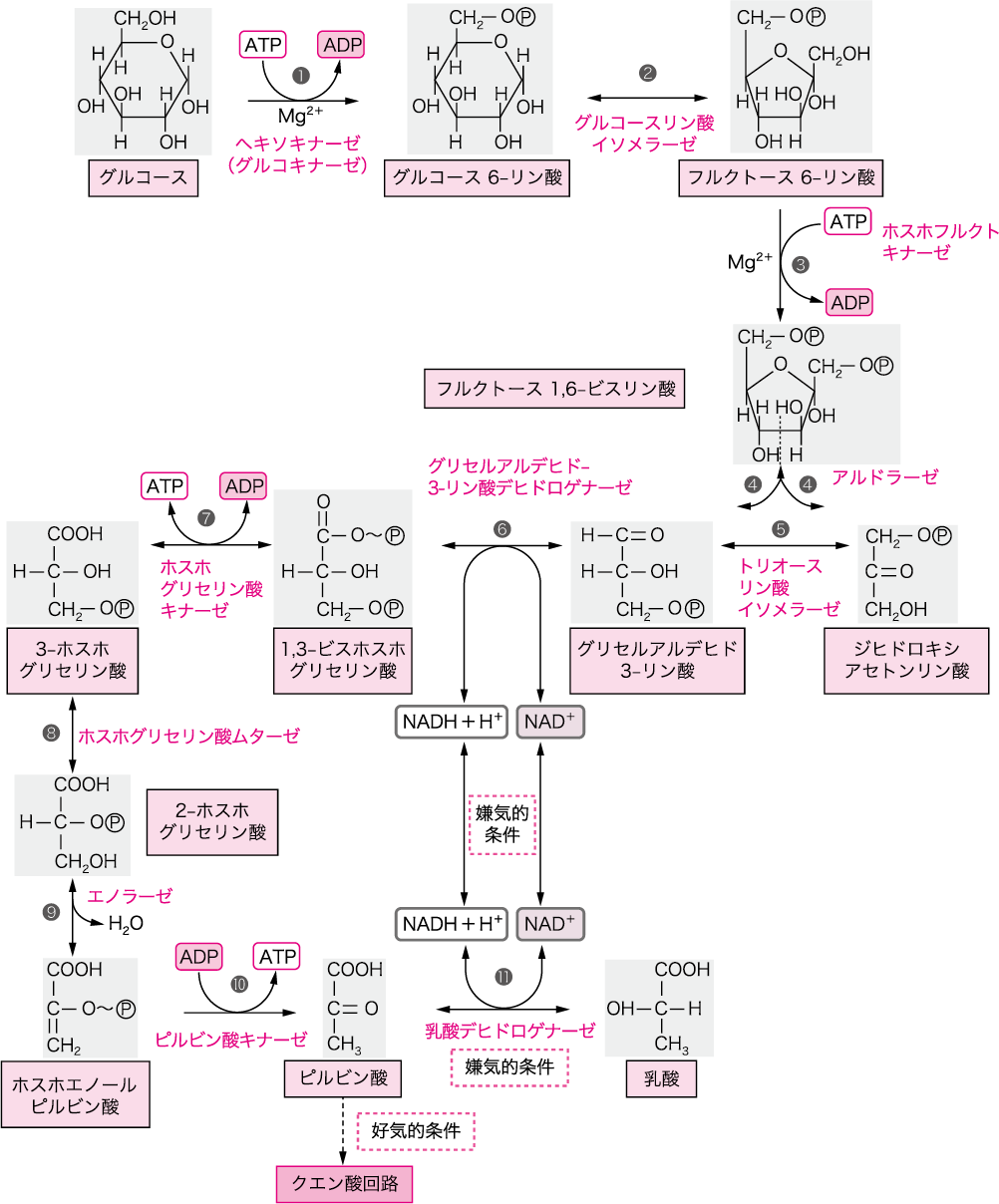 性 代謝 嫌気 嫌気性乳酸代謝