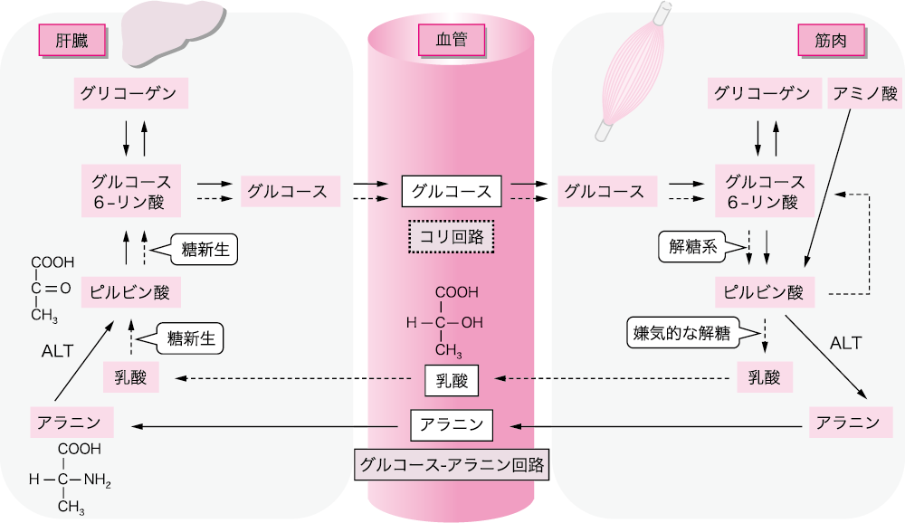 4 糖新生系 Gluconeogenesis ニュートリー株式会社