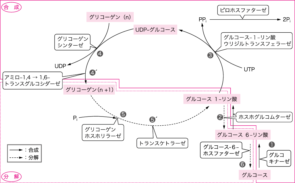 グリコーゲン 分解