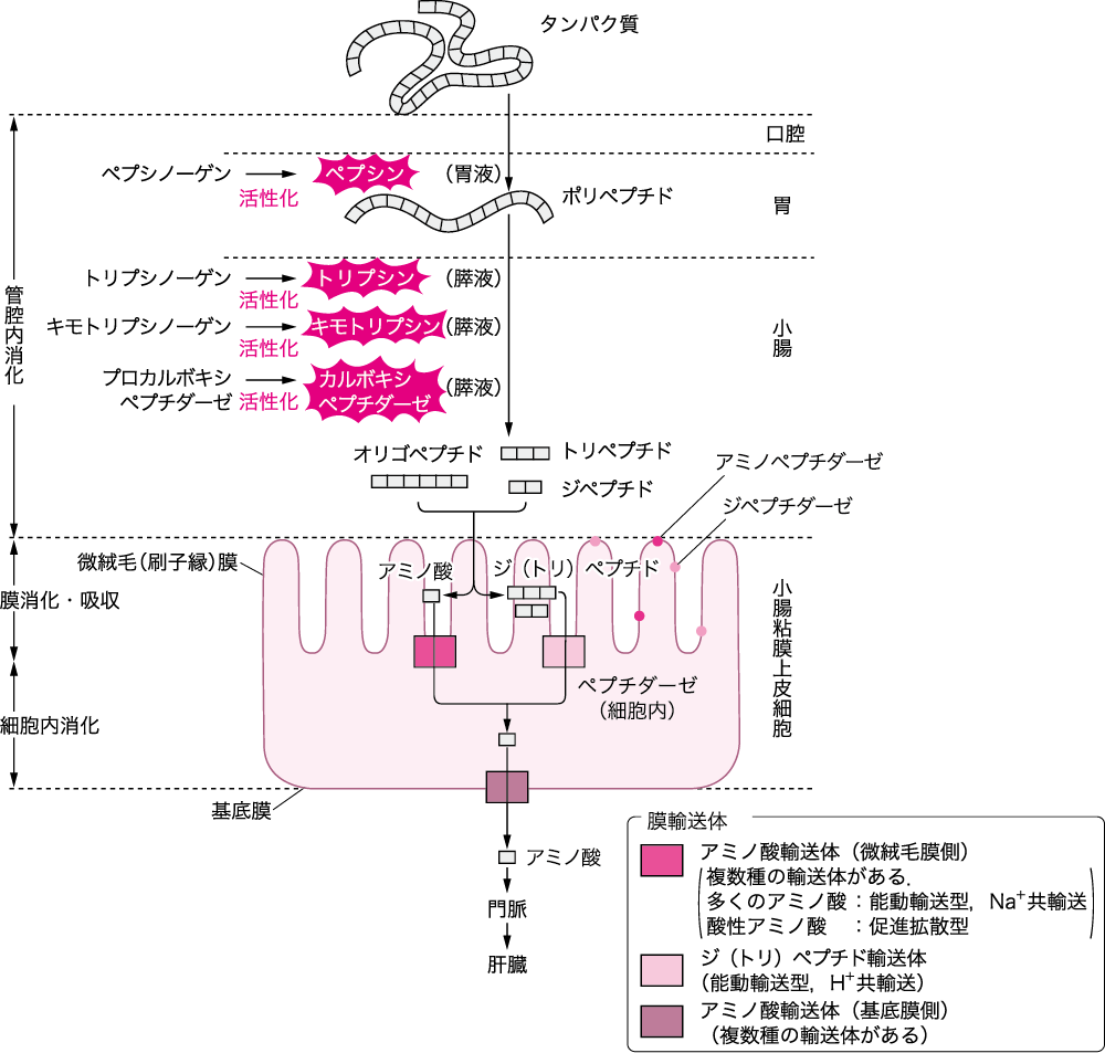 第2章 2 3 タンパク質代謝 ニュートリー株式会社