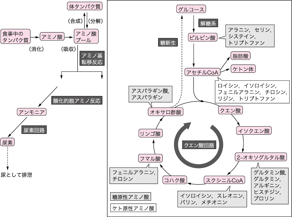 第2章 2 3 タンパク質代謝 ニュートリー株式会社