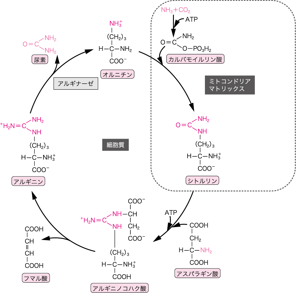 6 尿素回路 Urea Cycle ニュートリー株式会社