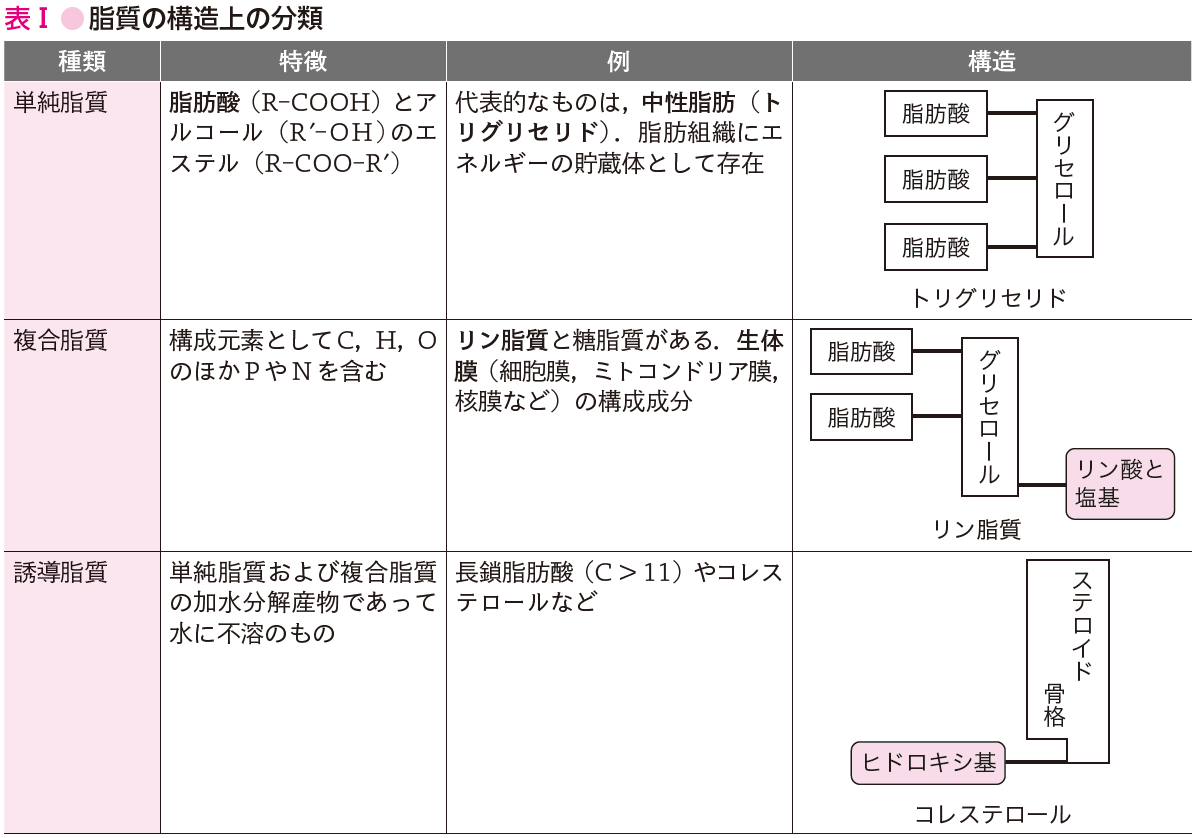 第2章 2 4 脂質代謝 ニュートリー株式会社