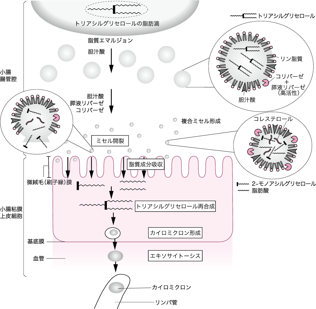 図Ⅰ