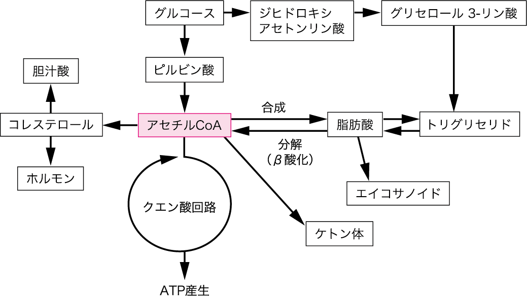 第2章 2 4 脂質代謝 ニュートリー株式会社