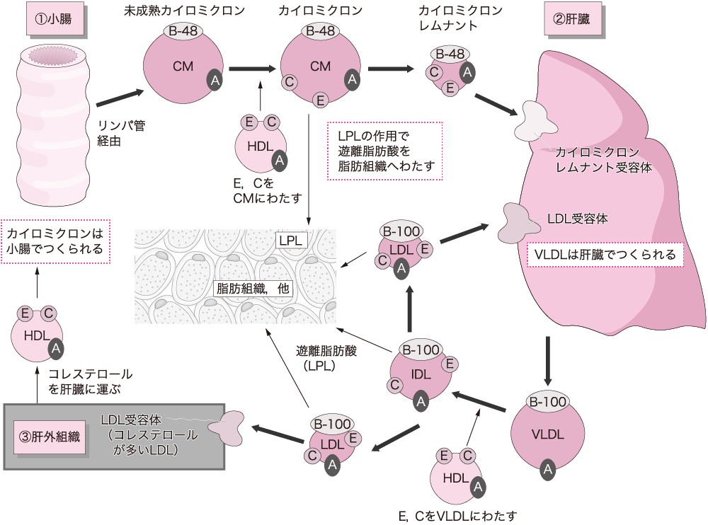 リポ 蛋白 と は