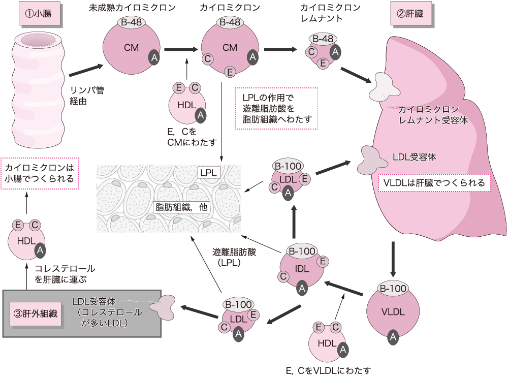 HDL テストの準備はどのようにすればよいですか?