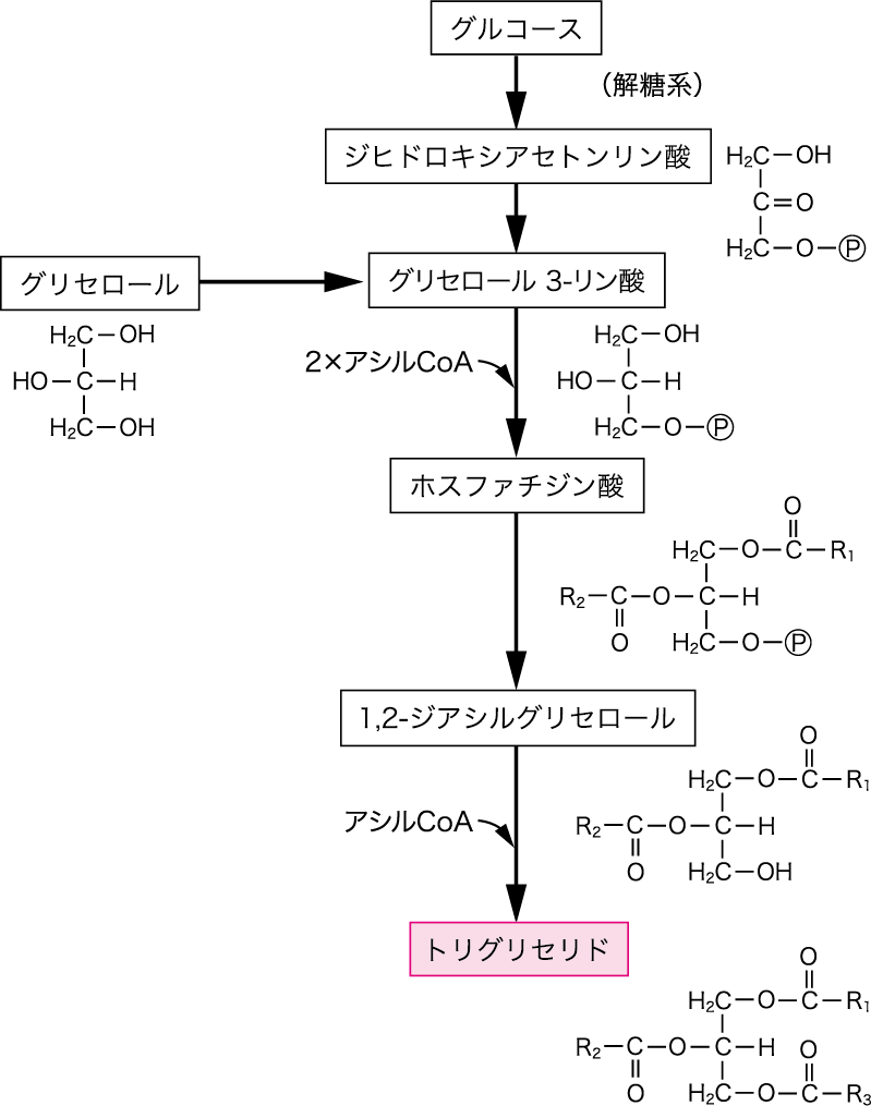 5 トリグリセリド Triglyceride ニュートリー株式会社