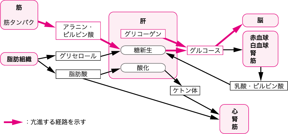 図Ⅰ●飢餓初期の代謝の変化