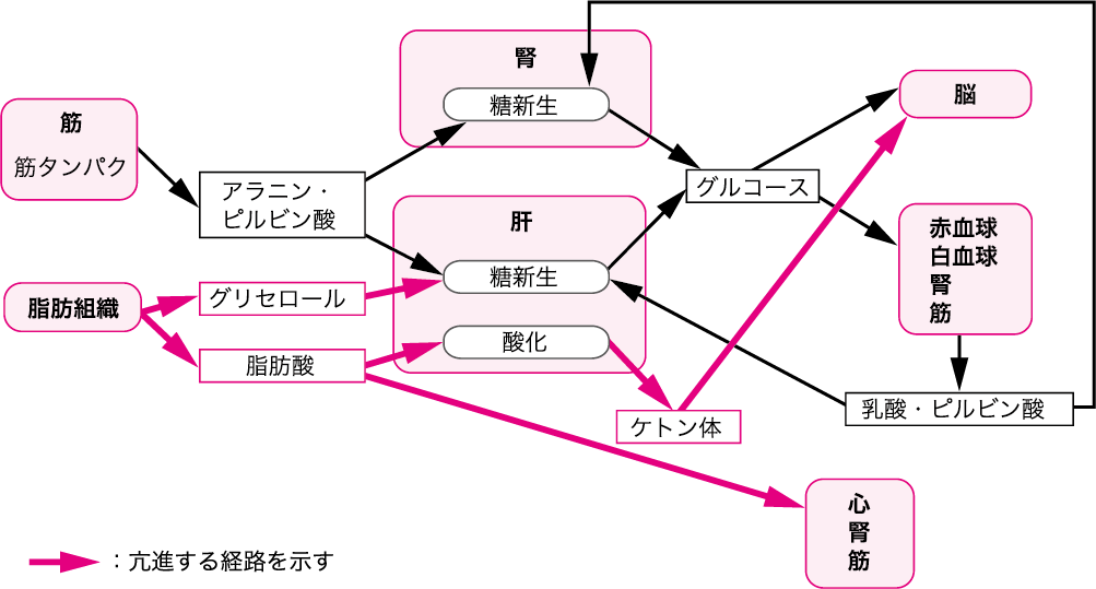 図Ⅱ●飢餓後期の代謝の変化