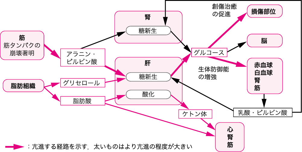 第3章 3 3 飢餓と侵襲に対する生体反応の違い