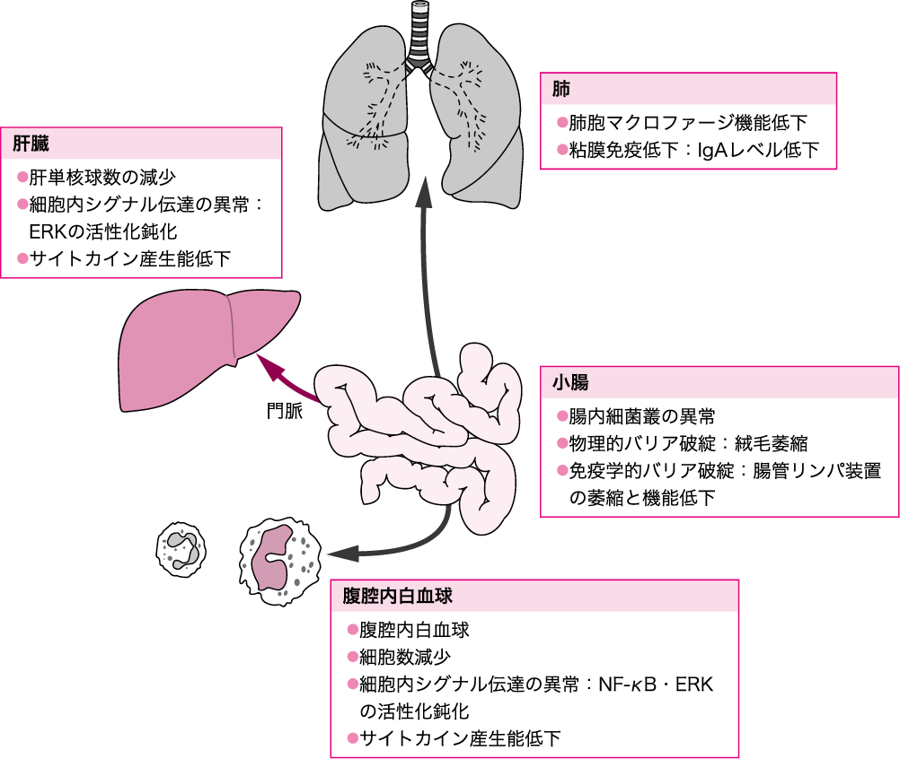 図Ⅳ●消化管の飢餓によって惹起される生体防御能低下