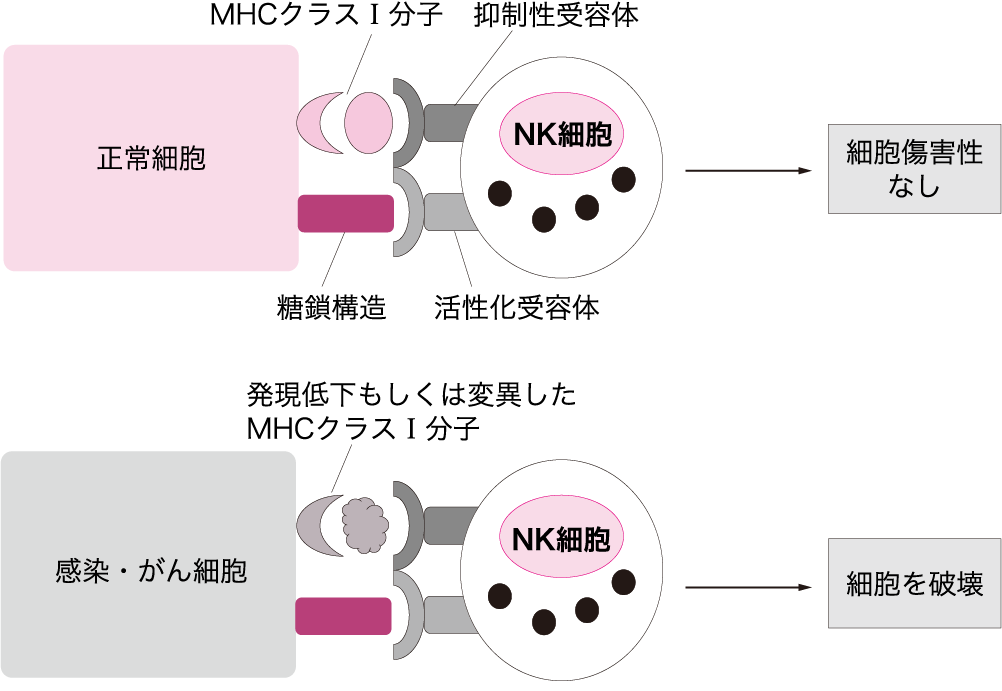 2 Nk細胞 Natural Killer Cell ニュートリー株式会社