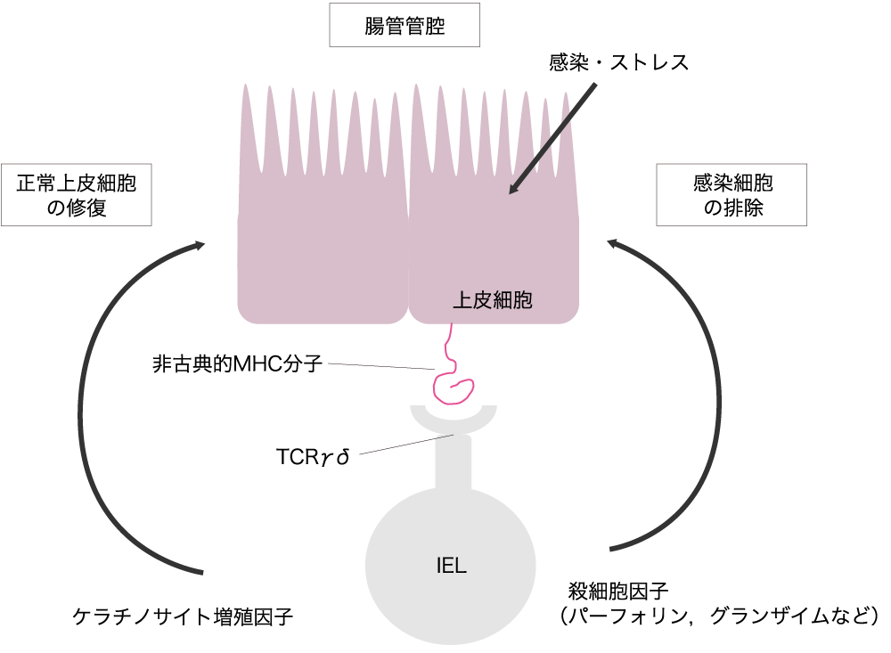 図2 腸管上皮細胞間リンパ球の生理的機能