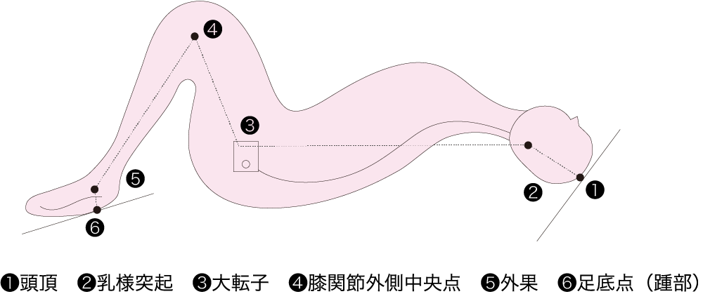 図Ⅱ●石原法による身長測定