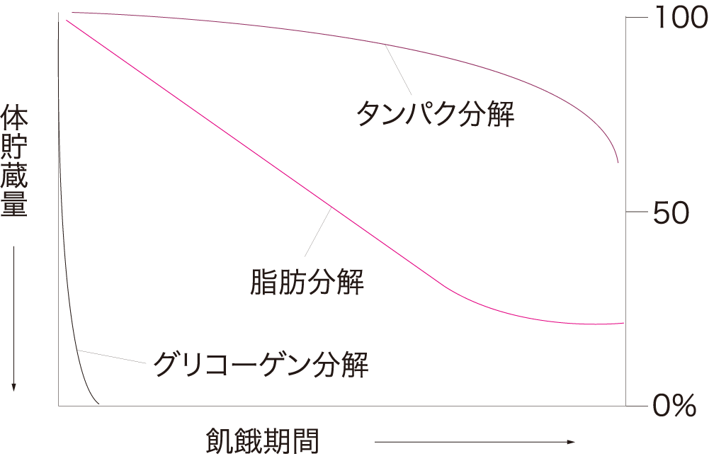 図1 完全飢餓における自己消費