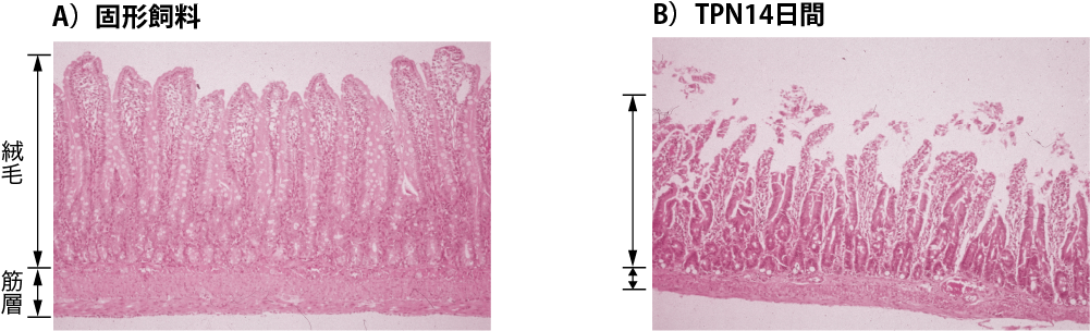 図Ⅴ●固形飼料とTPN 管理ラットの小腸組織像の比較
