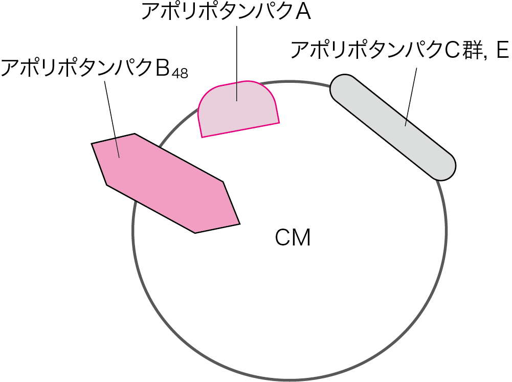 図4●CMとアポリポタンパ