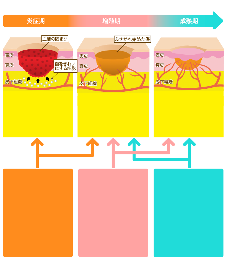 傷 を 治す 栄養素